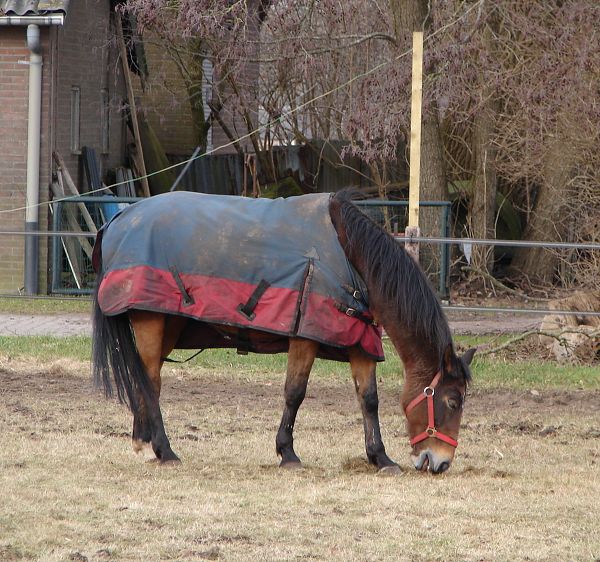 Krytí v Holandsku a Belgii 2009 - z cesty