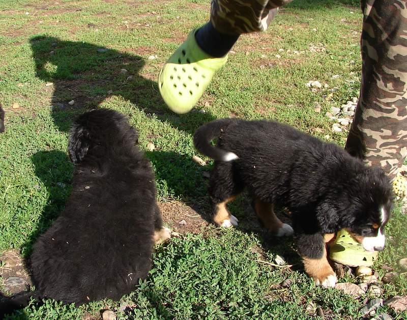 Kostičky (štěňata 8,5 týdne)