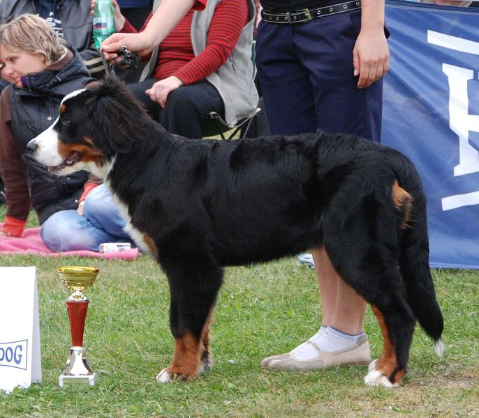 Little Jay Queen Elsa - juniorhandling 