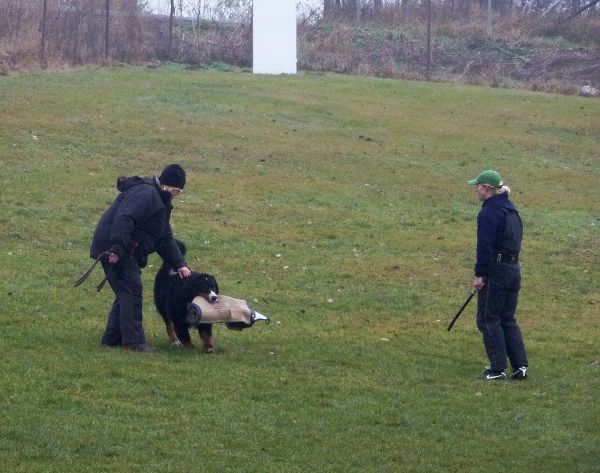 Nácvik obran po zkoušce BH - Kristof 20. 11. 2011