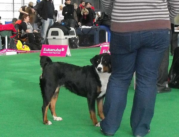 DUO CACIB Brno - Assiniboya Queen Elsa (BOB)