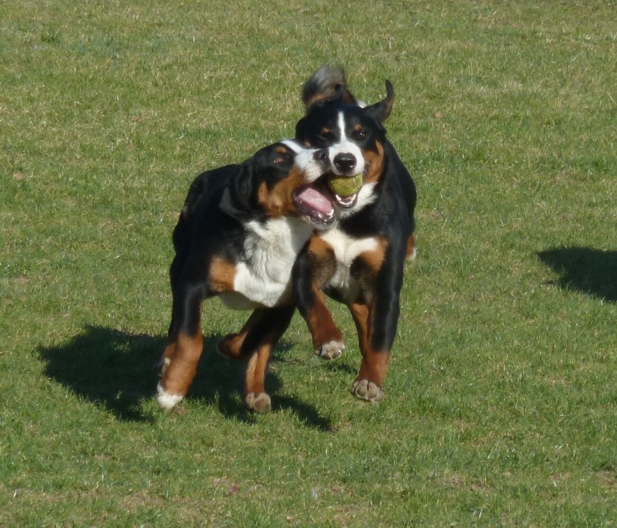 DUO CACIB Nitra 24.-25.3.2012