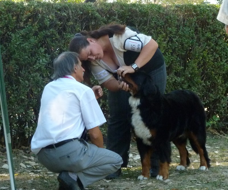 DUO CACIB Székesfehérvár 8.-9. 9. 2012