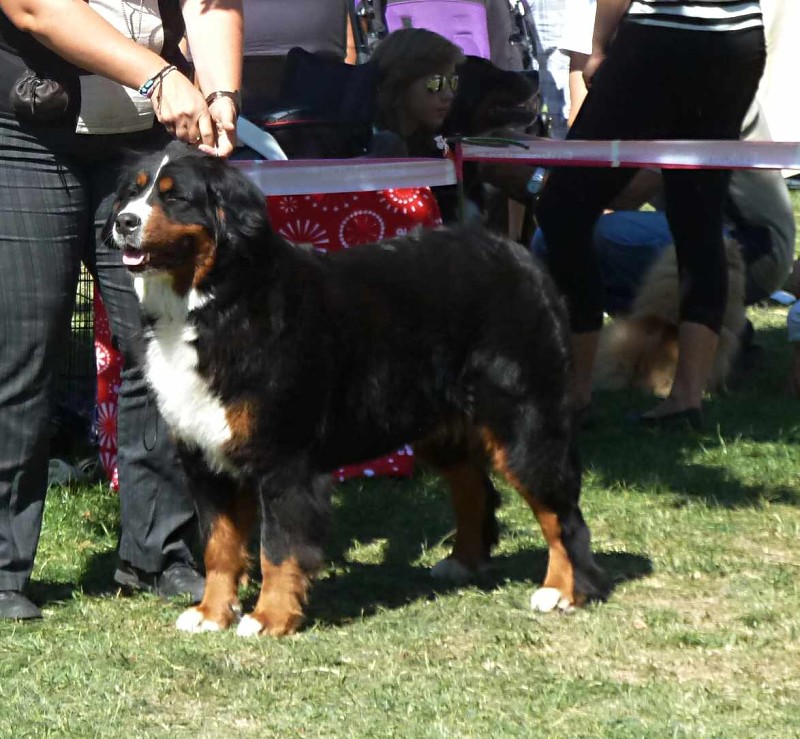 DUO CACIB Székesfehérvár 8.-9. 9. 2012