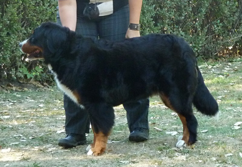 DUO CACIB Székesfehérvár 8.-9. 9. 2012