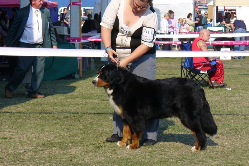 DUO CACIB Komárom  20.-21.10. 2012