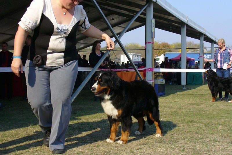 DUO CACIB Komárom  20.-21.10. 2012