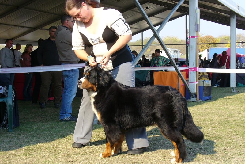 DUO CACIB Komárom  20.-21.10. 2012