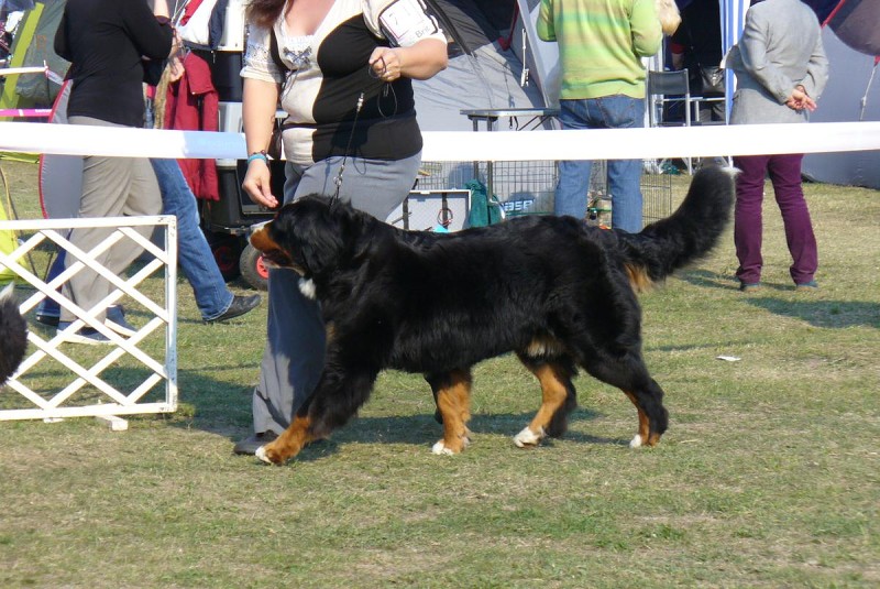 DUO CACIB Komárom  20.-21.10. 2012