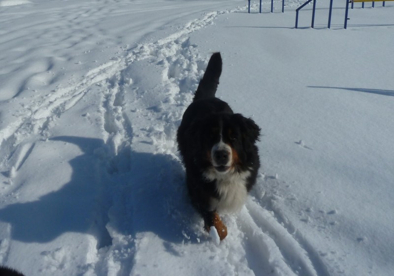 Zasněžený únor a naše smečka 24. 2. 2013