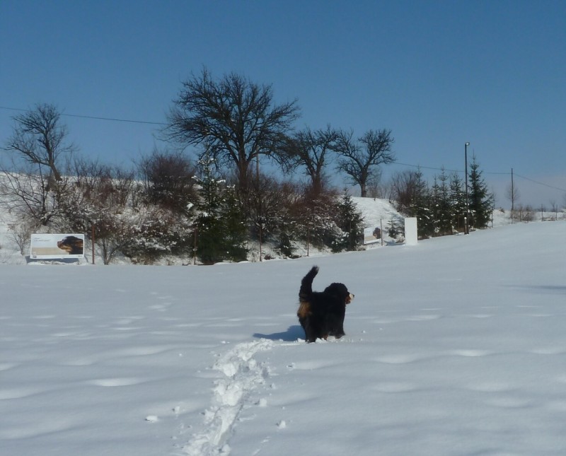 Zasněžený únor a naše smečka 24. 2. 2013