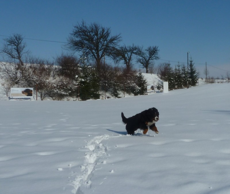 Zasněžený únor a naše smečka 24. 2. 2013