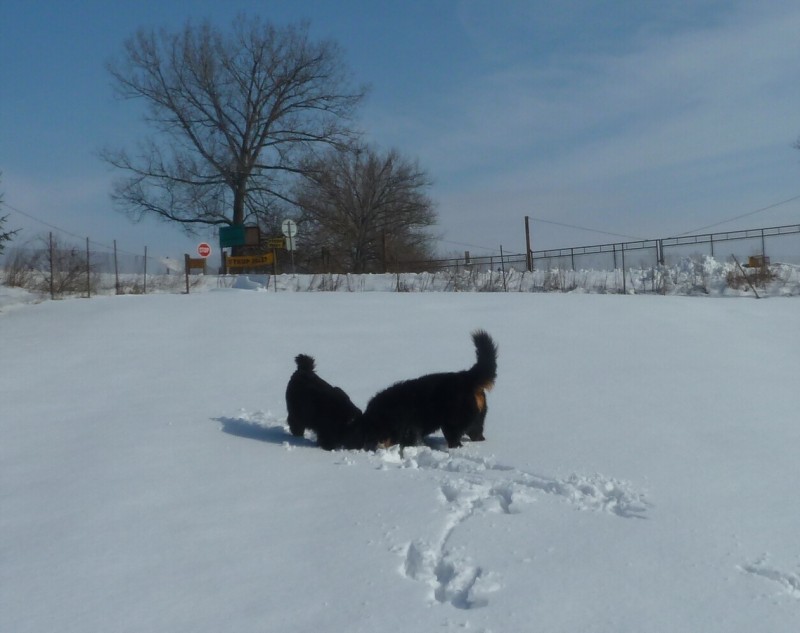 Zasněžený únor a naše smečka 24. 2. 2013