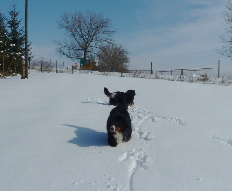 Zasněžený únor a naše smečka 24. 2. 2013