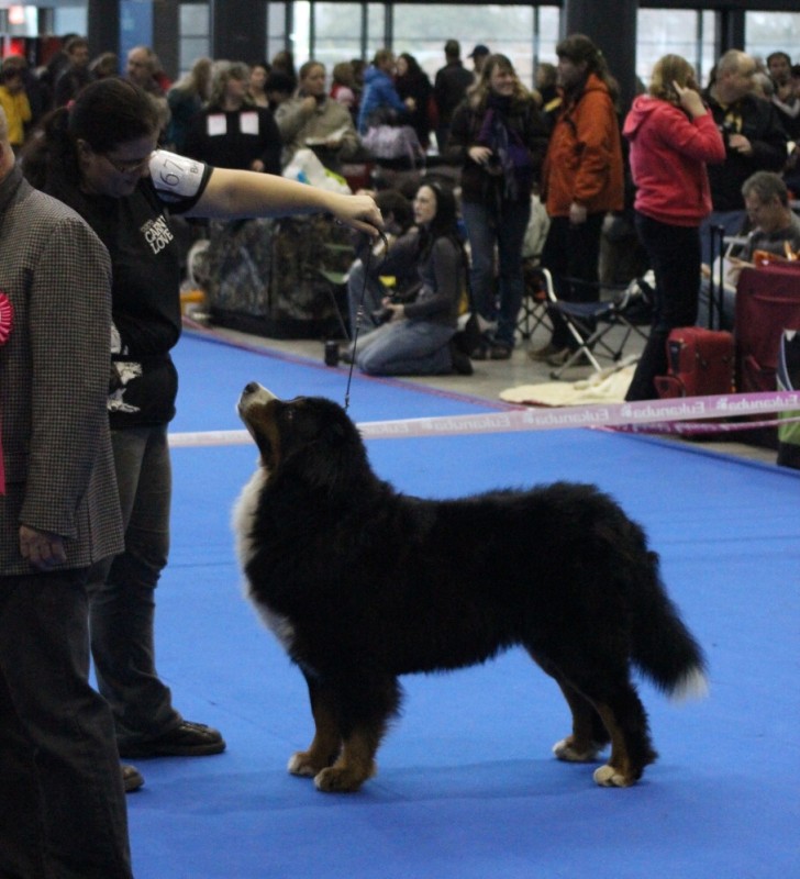 DUO CACIB Brno - 2.-3. 2. 2013  berner