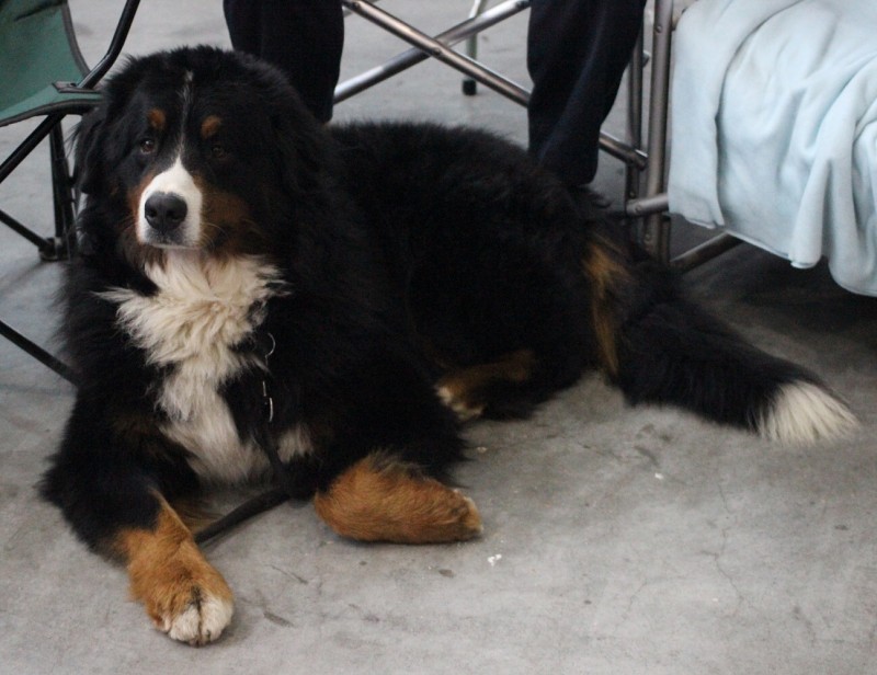 DUO CACIB Brno - 2.-3. 2. 2013  berner