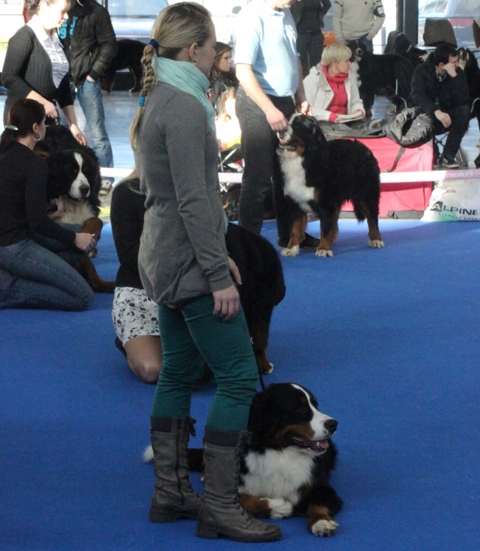 DUO CACIB Brno - 2.-3. 2. 2013  berner