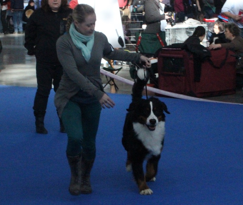 DUO CACIB Brno - 2.-3. 2. 2013  berner