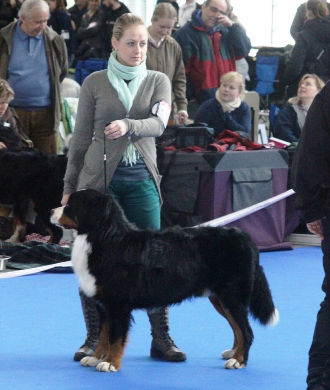 DUO CACIB Brno - 2.-3. 2. 2013  berner