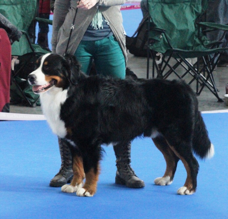 DUO CACIB Brno - 2.-3. 2. 2013  berner