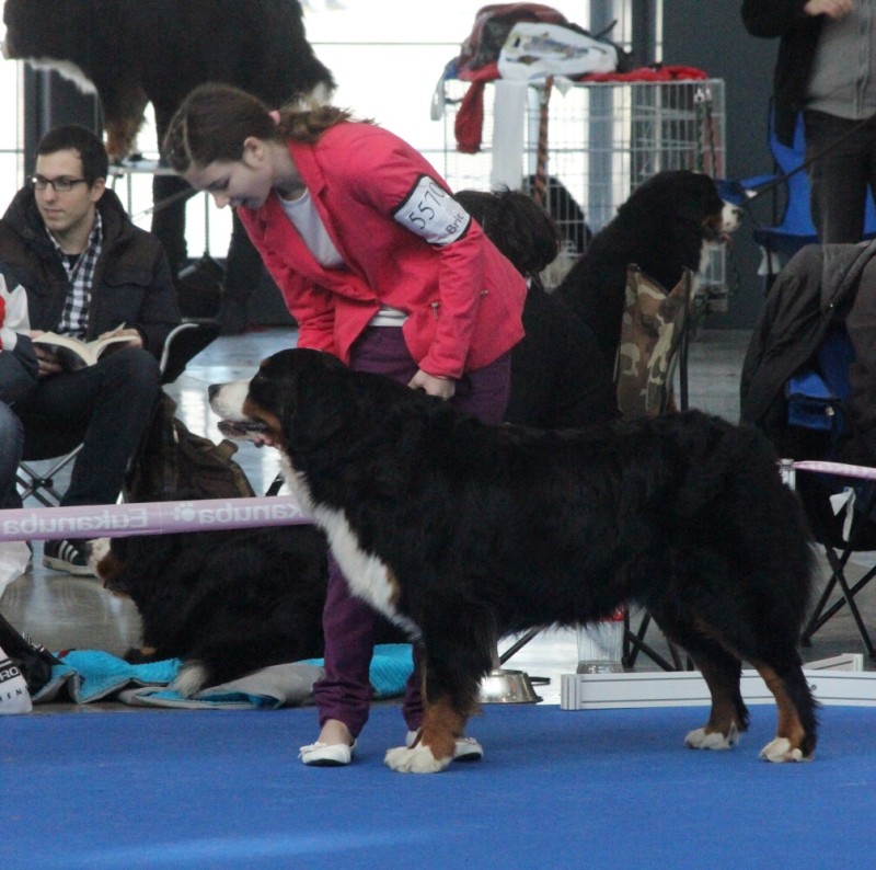 DUO CACIB Brno - 2.-3. 2. 2013  berner