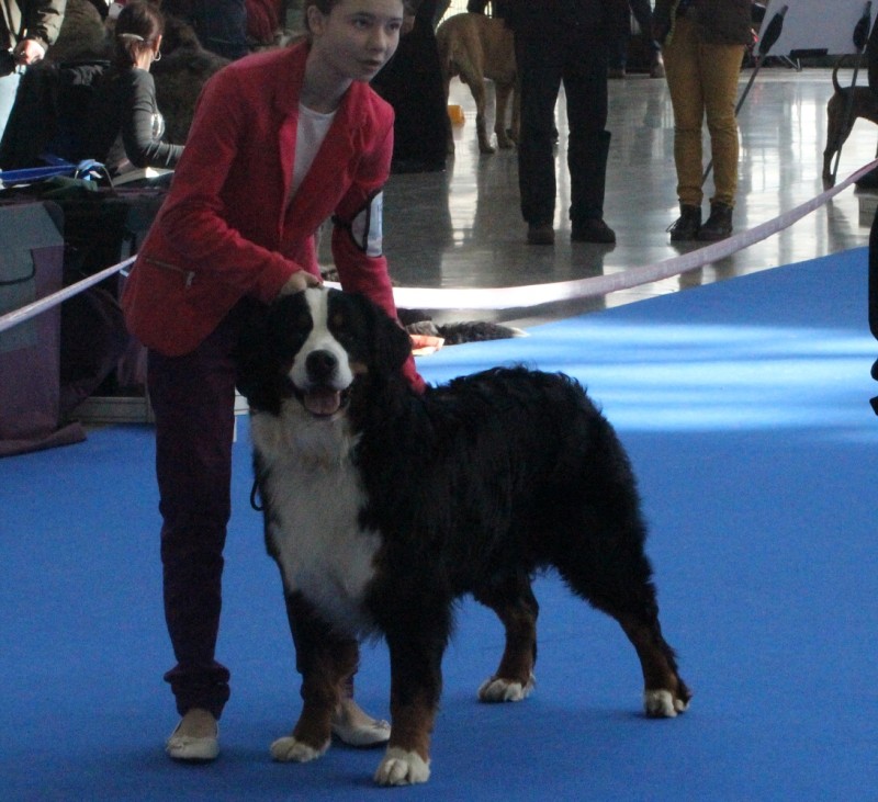 DUO CACIB Brno - 2.-3. 2. 2013  berner