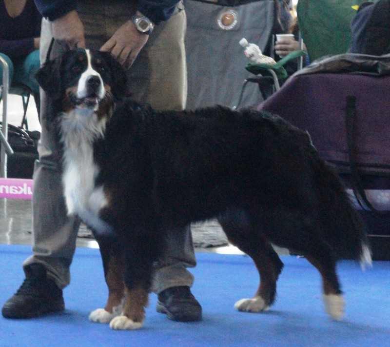 DUO CACIB Brno - 2.-3. 2. 2013  berner