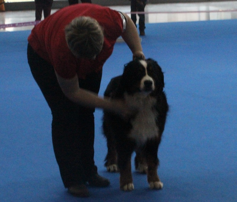 DUO CACIB Brno - 2.-3. 2. 2013  berner