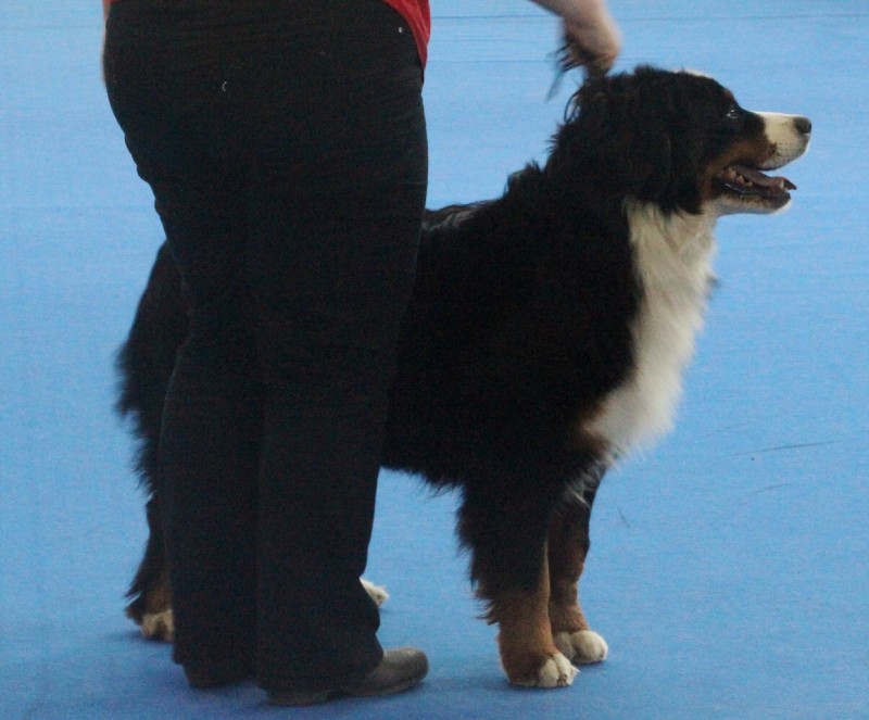 DUO CACIB Brno - 2.-3. 2. 2013  berner