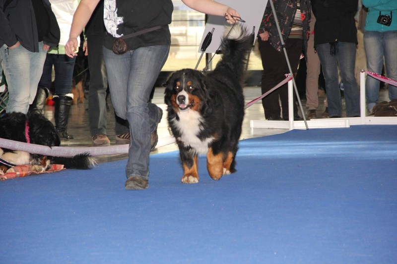 DUO CACIB Brno - 2.-3. 2. 2013  berner