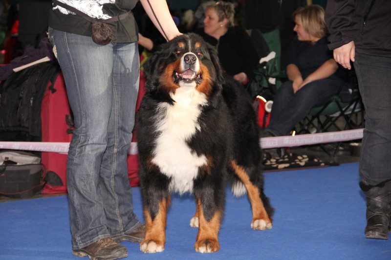 DUO CACIB Brno - 2.-3. 2. 2013  berner