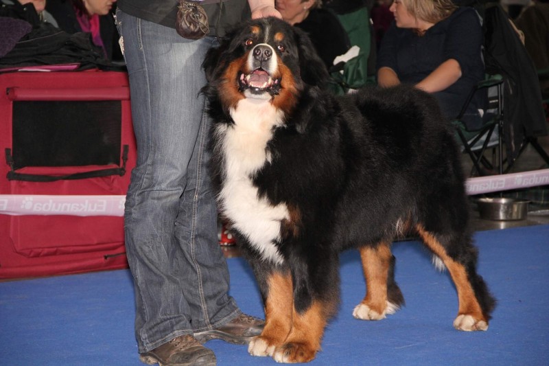 DUO CACIB Brno - 2.-3. 2. 2013  berner