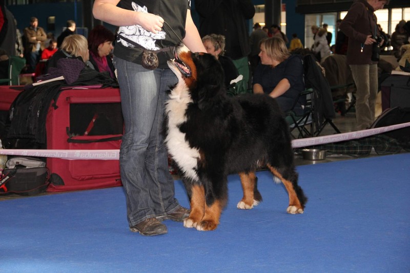 DUO CACIB Brno - 2.-3. 2. 2013  berner