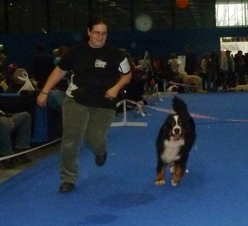 DUO CACIB Brno - 2.-3. 2. 2013  berner