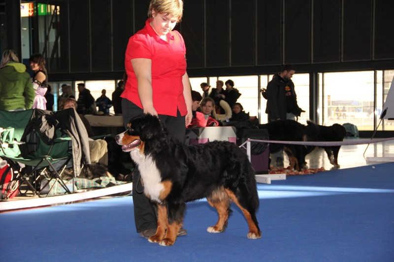 DUO CACIB Brno - 2.-3. 2. 2013  berner