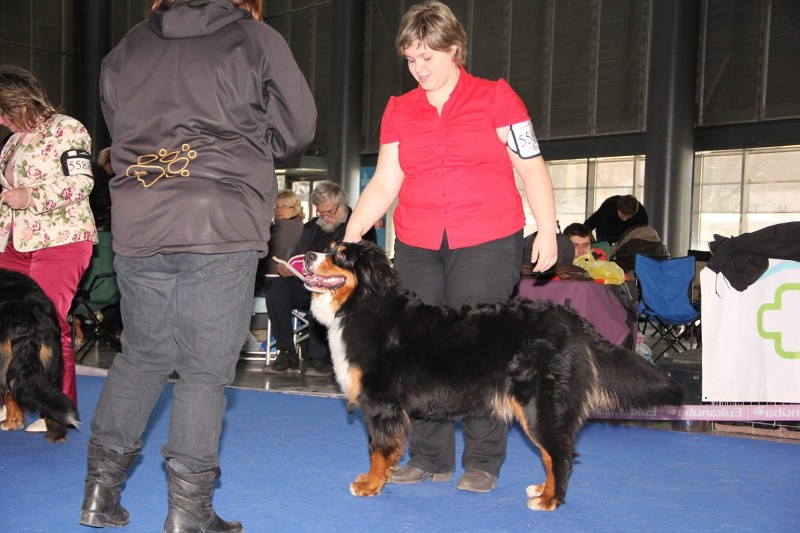 DUO CACIB Brno - 2.-3. 2. 2013  berner