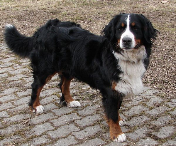 Chelsea Queen Elsa - 2 roky a 3 měsíce