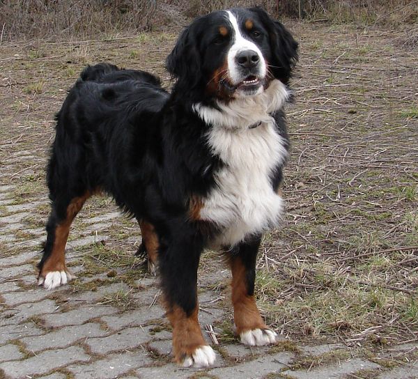 Chelsea Queen Elsa - 2 roky a 3 měsíce