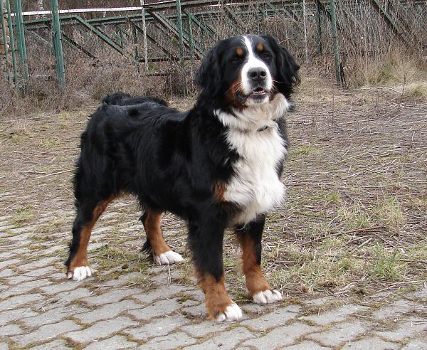 Chelsea Queen Elsa - 2 roky a 3 měsíce
