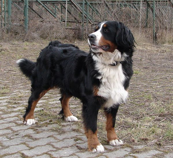 Chelsea Queen Elsa - 2 roky a 3 měsíce