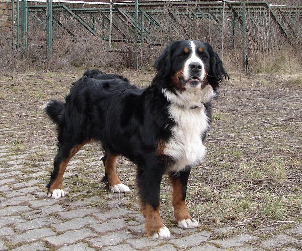 Chelsea Queen Elsa - 2 roky a 3 měsíce