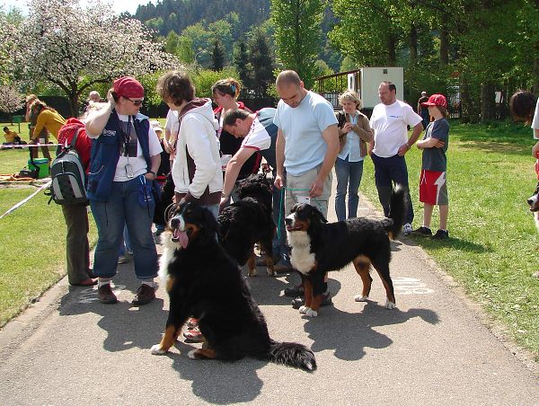 Svod mladých ... vrh I jdeme na to 