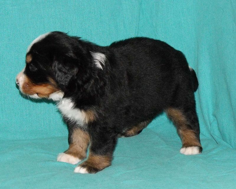 Mamma Mia - 3 týdny / 3 weeks