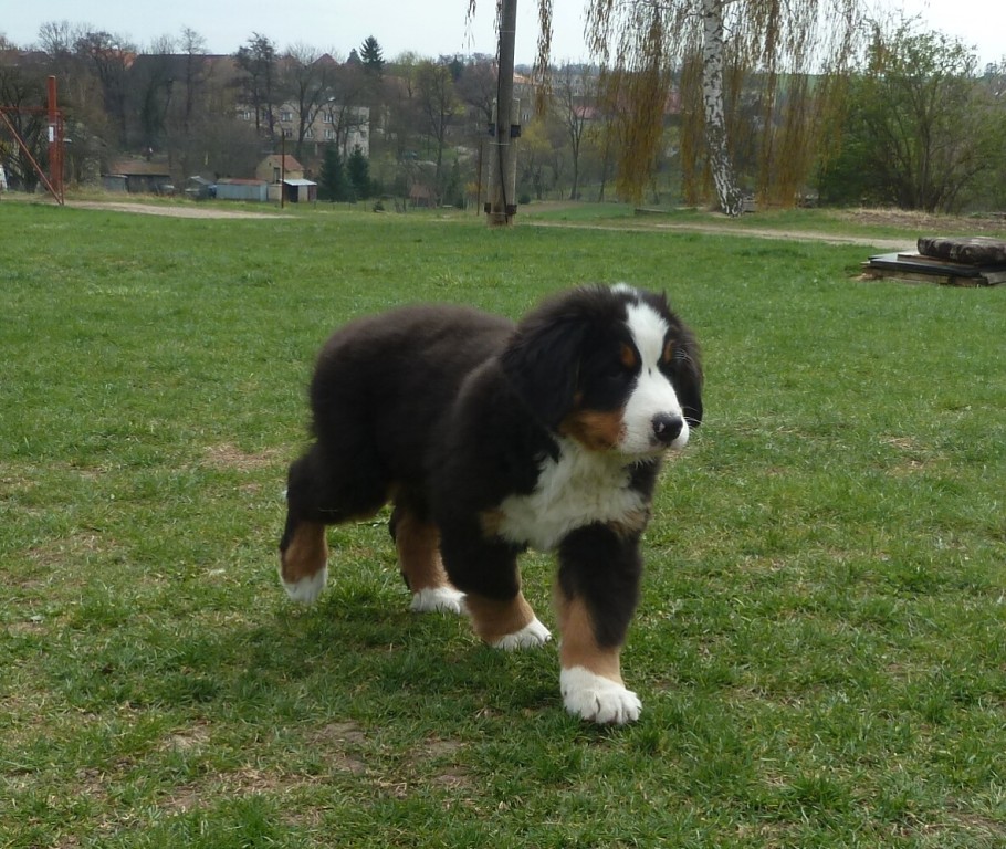 Snowflake, Samuel a Sirius Black - 10. týdnů. Na cvičá