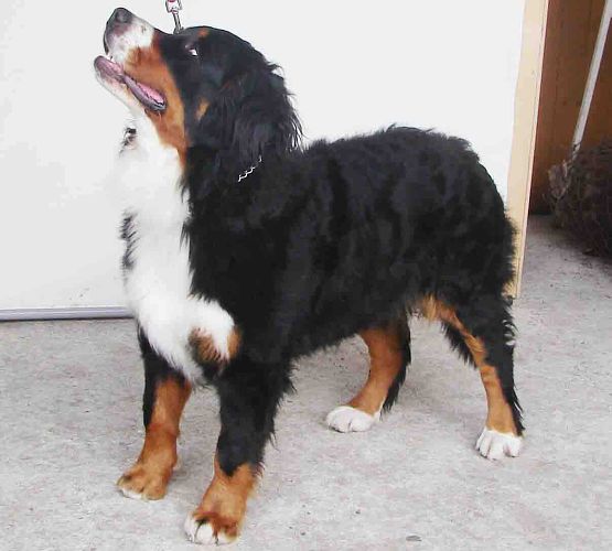 Elektra - tam je moje panička 