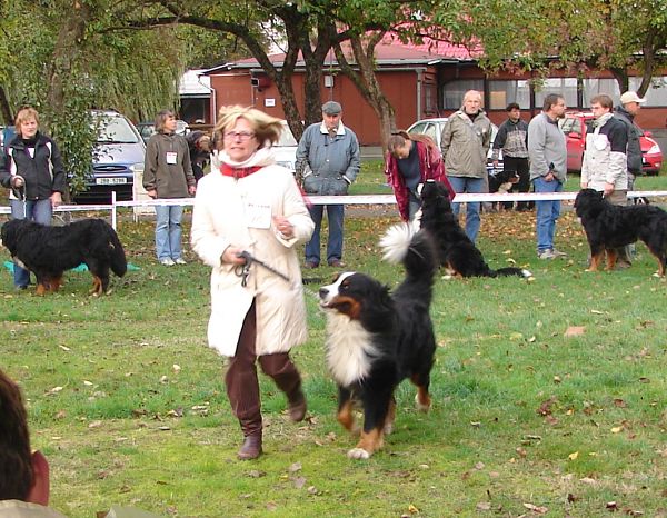 BSP - Dingo - Toníček 