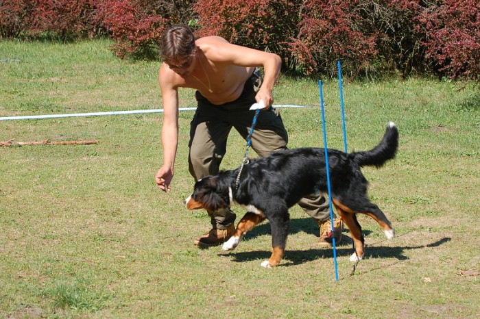 Závody o bronzového a železného psa