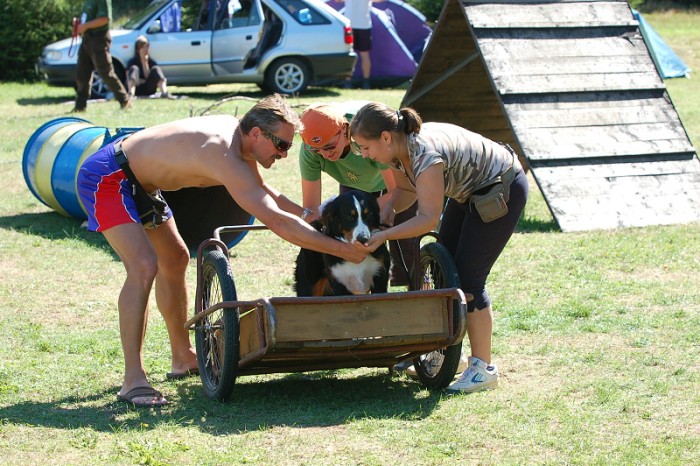 Závody o bronzového a železného psa
