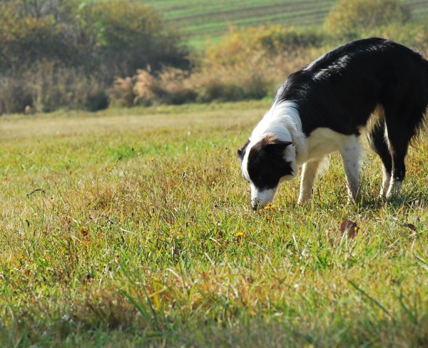 Podzim. víkend - neděle 26. 10. 2008