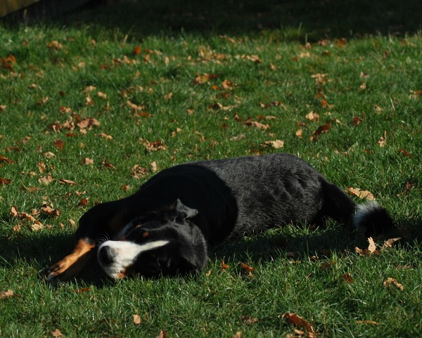 Podzim. víkend - neděle 26. 10. 2008